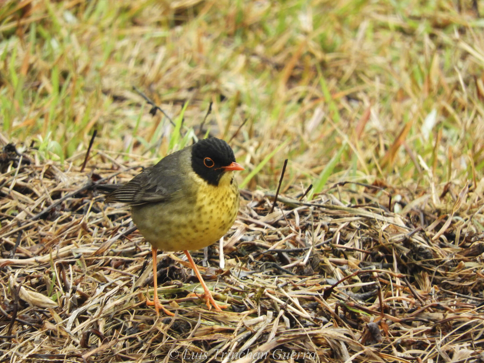 Image of Gould's Nightingale-Thrush