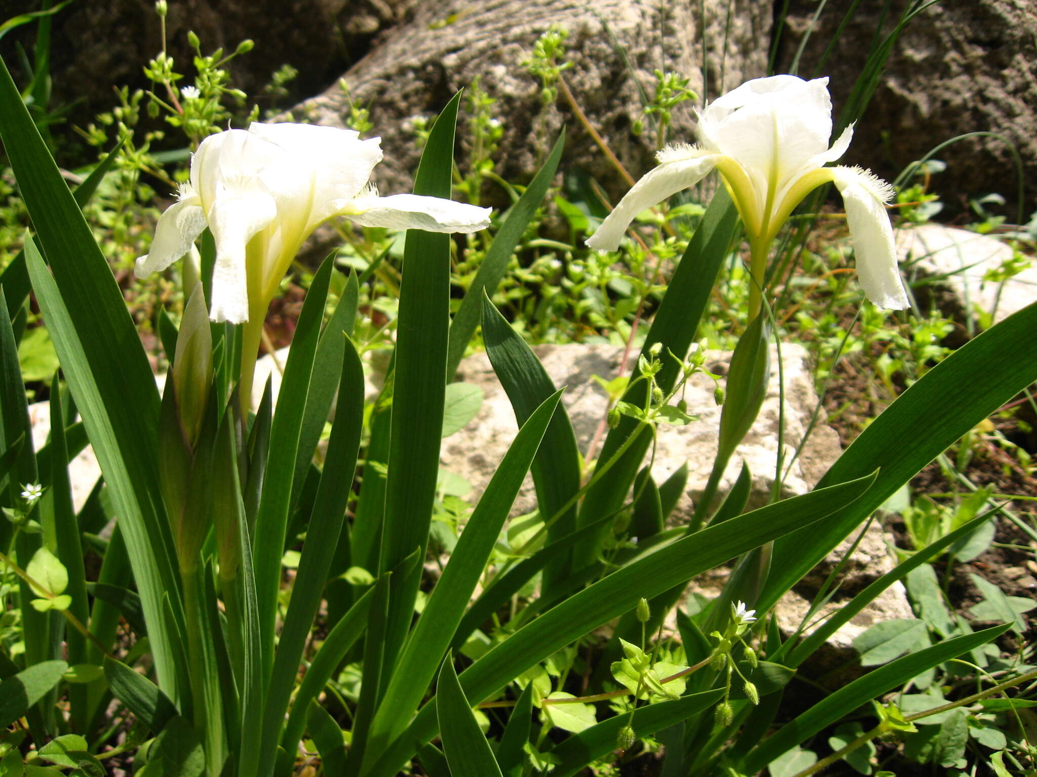 Image of Iris furcata M. Bieb.