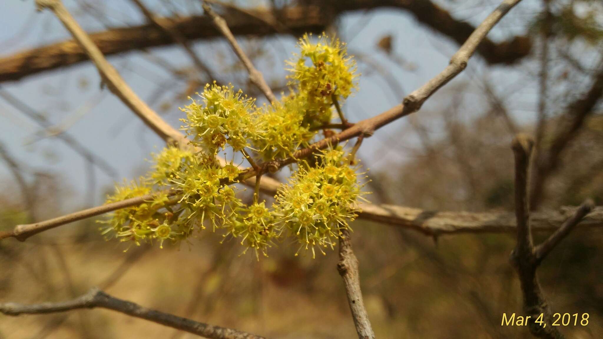 Image de Combretum albidum G. Don