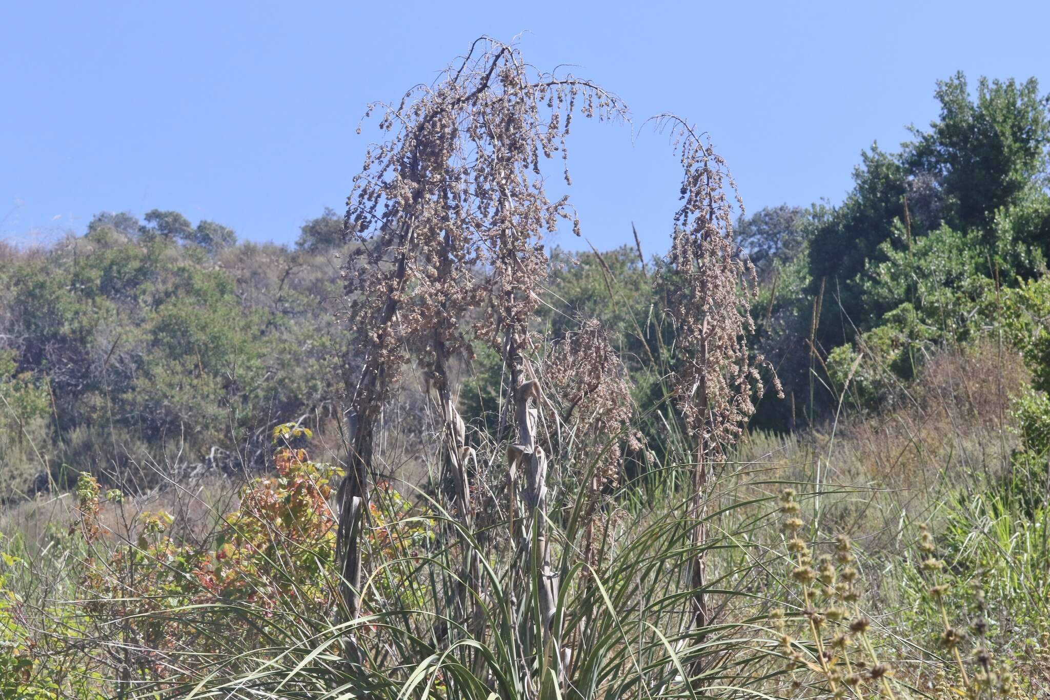 Image of Peninsular beargrass