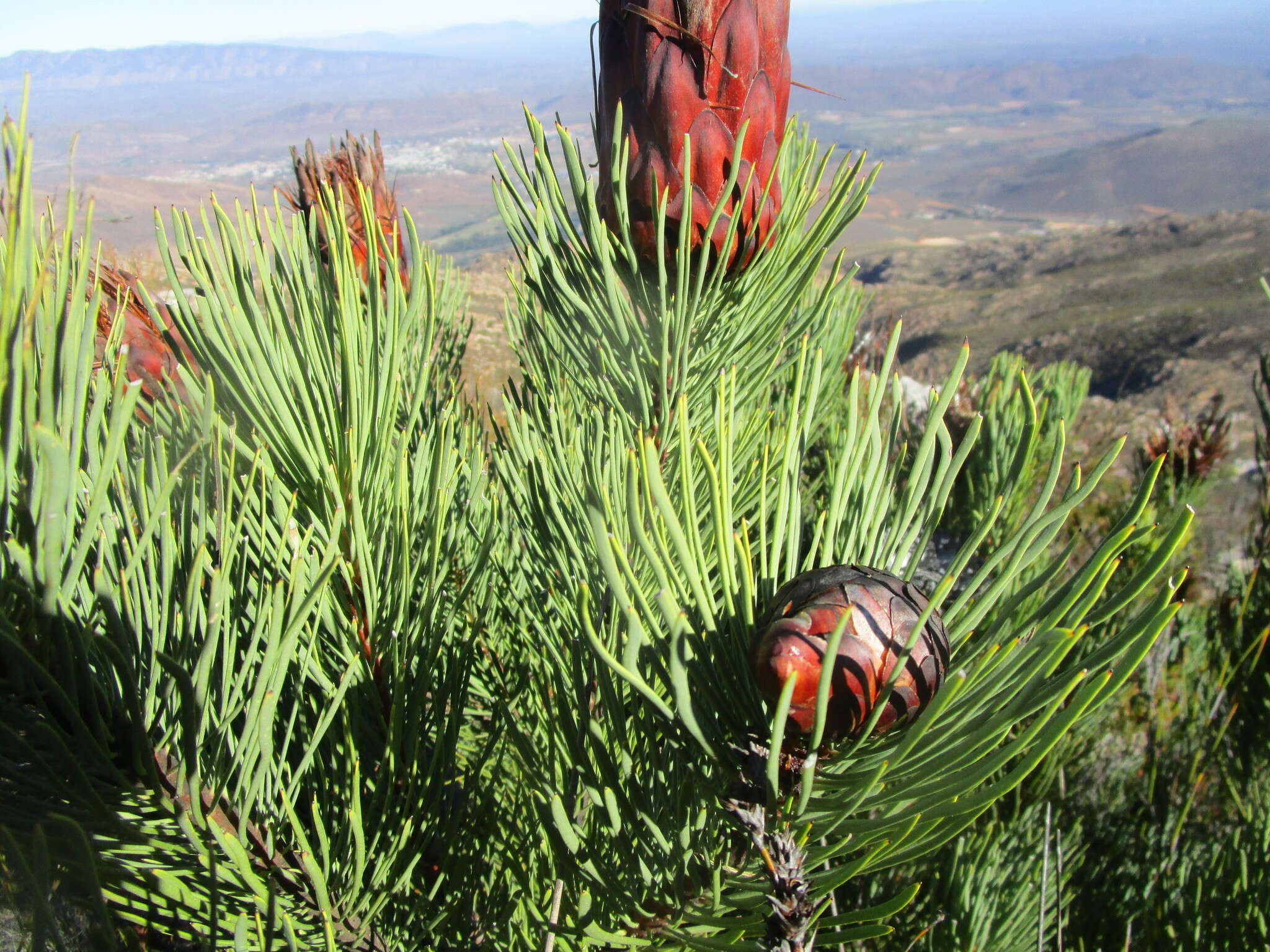 Image of Protea aristata Phillips