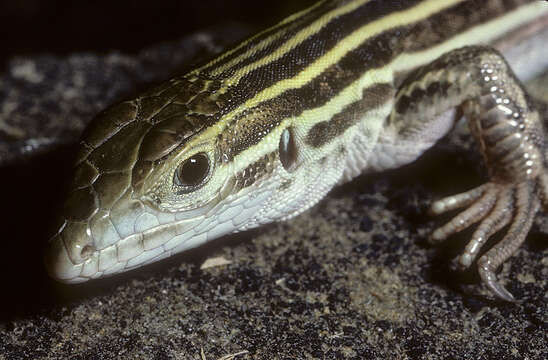 Image of Aspidoscelis laredoensis (Mckinney, Kay & Anderson 1973)