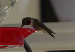 Image of Broad-tailed Hummingbird