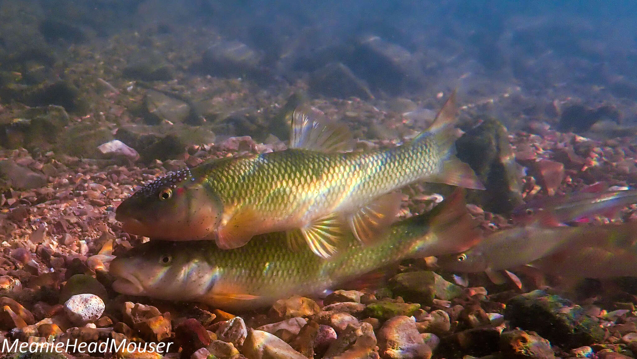 Image of Hornyhead Chub