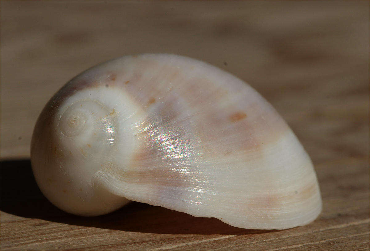 Слика од Mammilla melanostoma (Gmelin 1791)