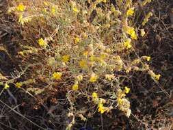 Helianthemum syriacum (Jacq.) Dum.-Courset resmi