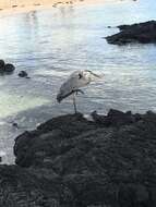 Image of Ardea herodias cognata Bangs 1903