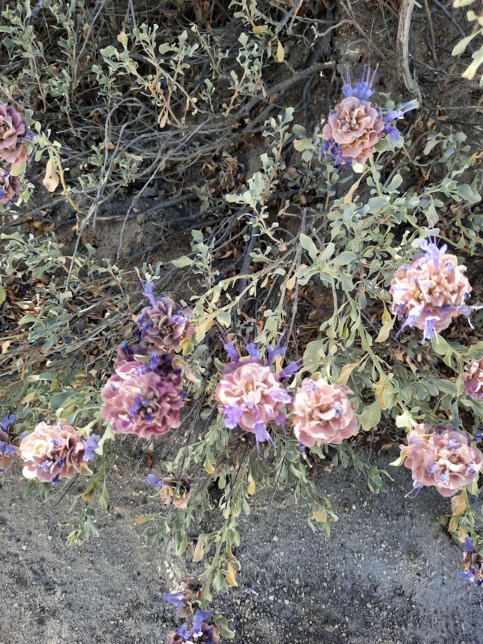 Sivun Salvia pachyphylla subsp. meridionalis R. M. Taylor kuva