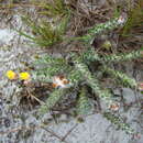 Imagem de Portulaca hirsutissima Cambess.