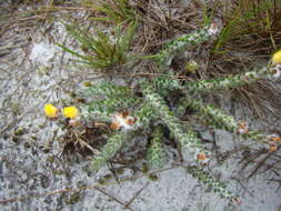 Image of Portulaca hirsutissima Cambess.