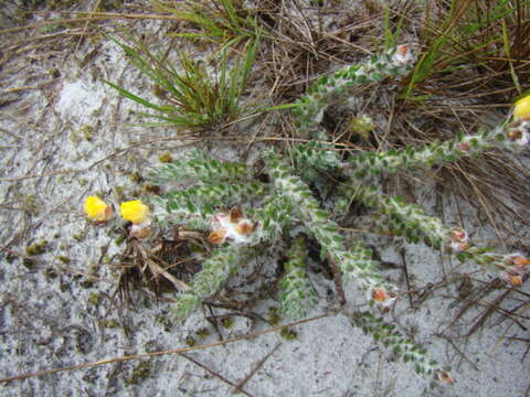 Imagem de Portulaca hirsutissima Cambess.