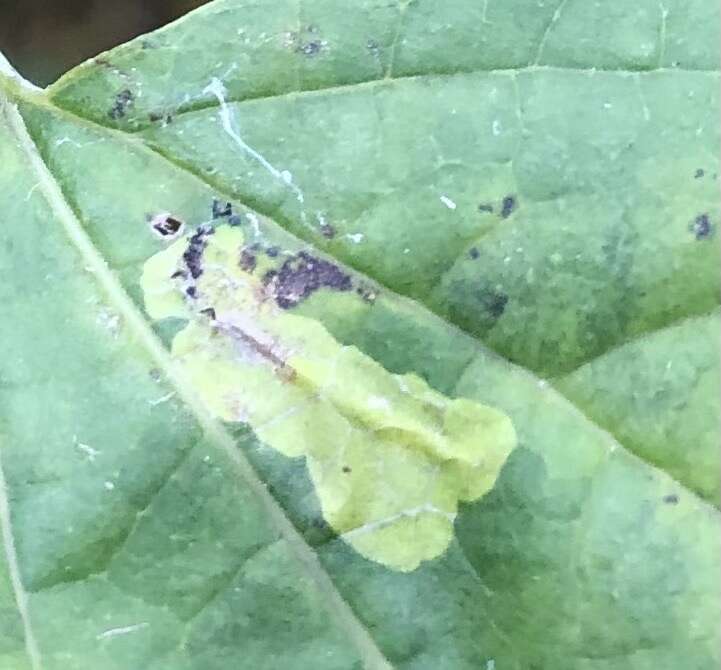 Image of Phyllonorycter celtisella (Chambers 1871)