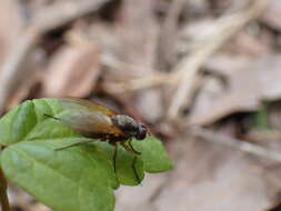 Eutrichota lipsia (Walker 1849)的圖片