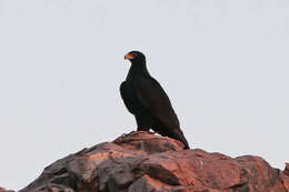 Image of Black Eagle