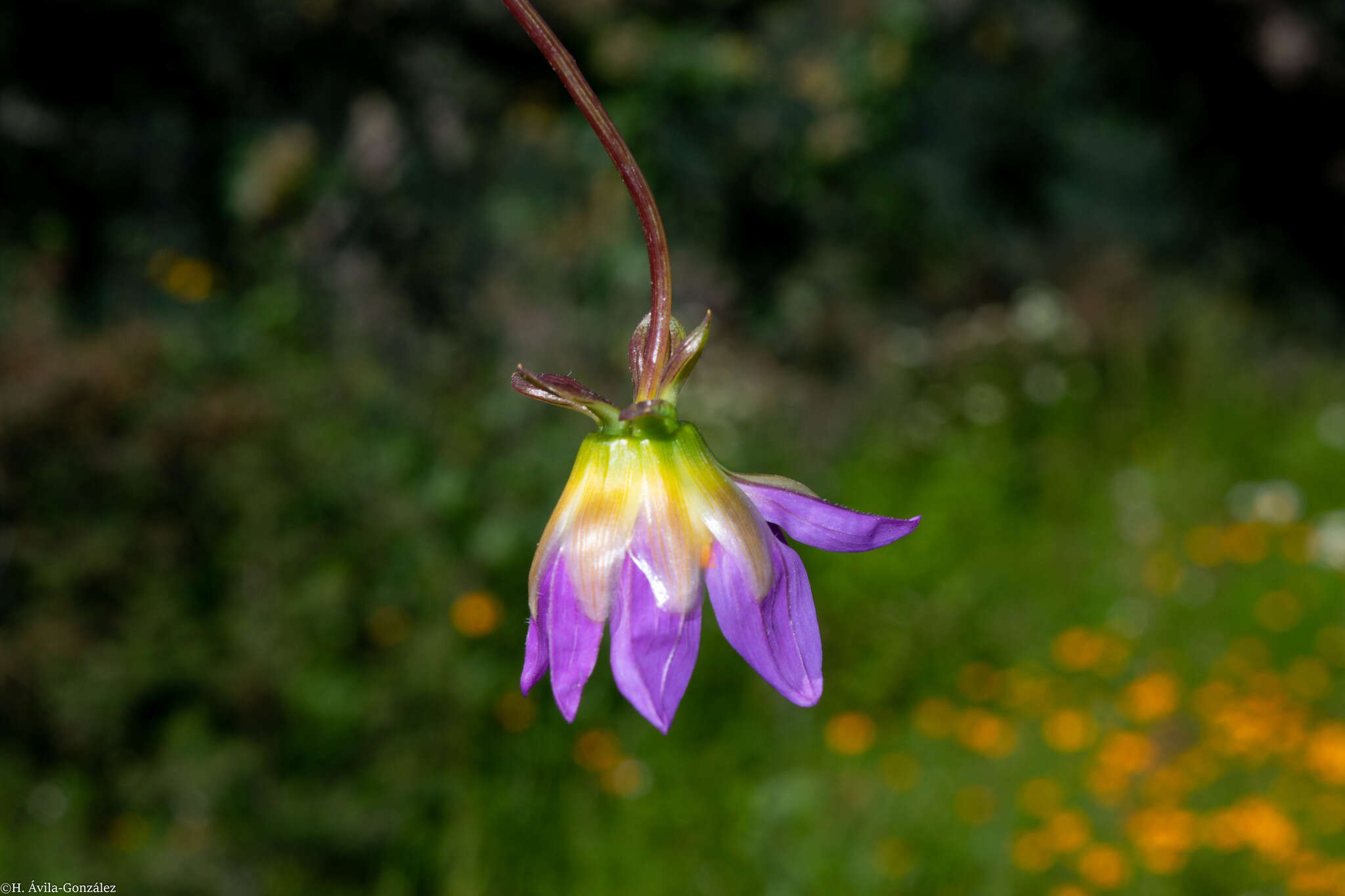 Image of Dahlia sherffii P. D. Sorensen