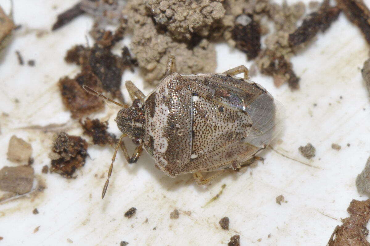 صورة Eysarcoris ventralis (Westwood 1837)