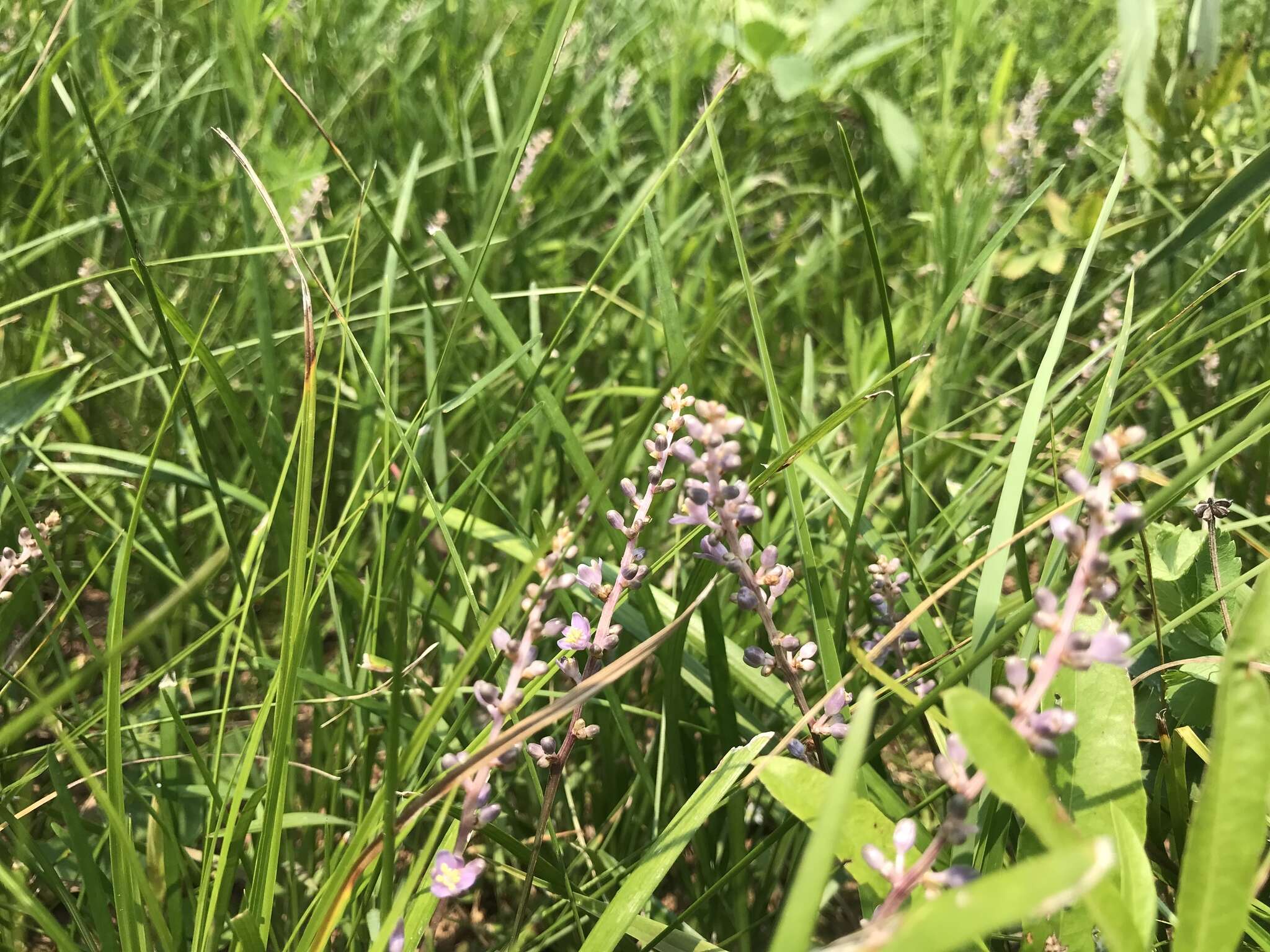 Image of creeping liriope