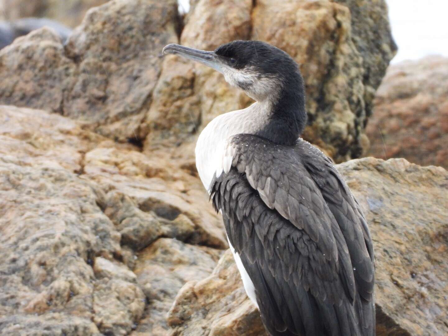 Image of Black-faced Cormorant