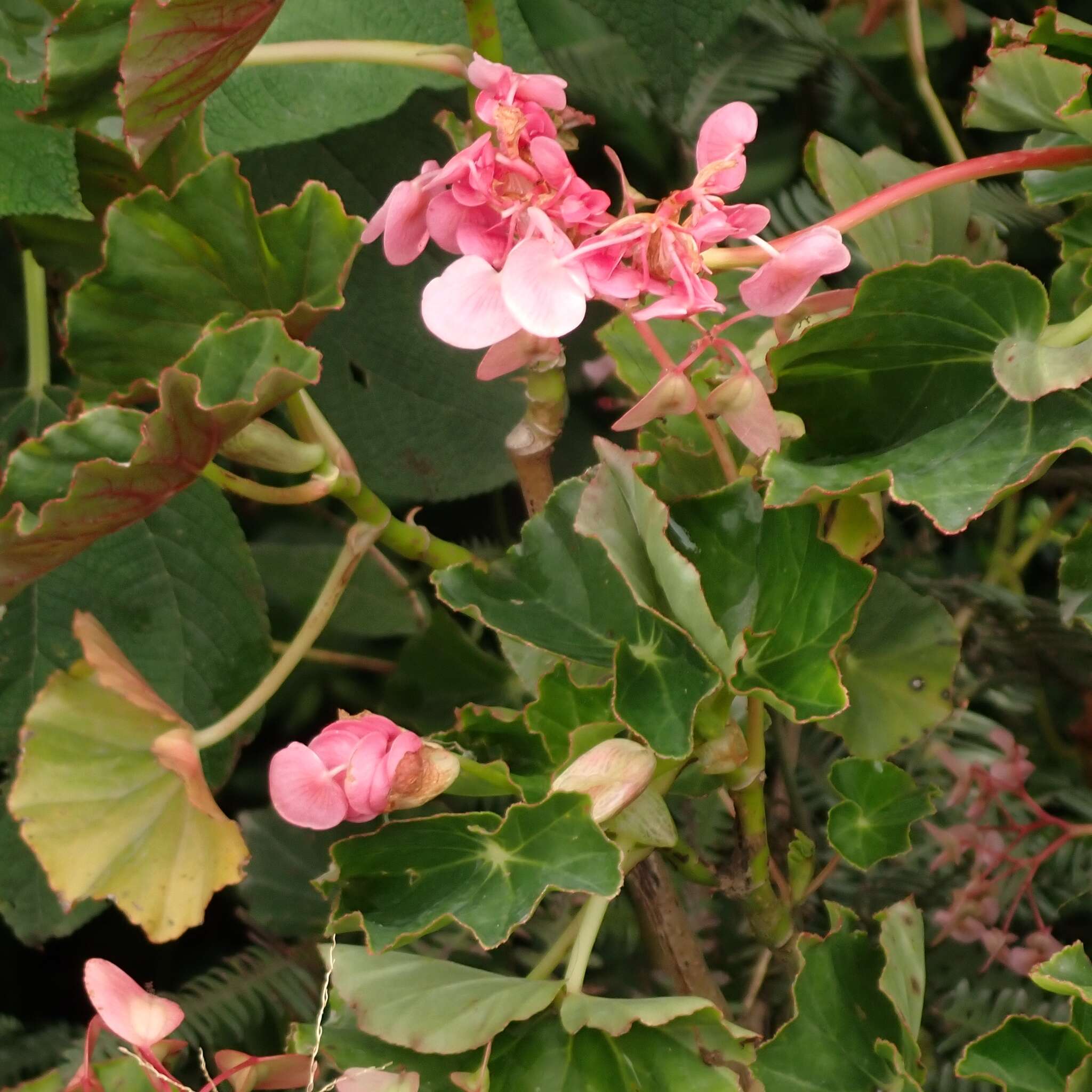 Image of Begonia bracteosa A. DC.