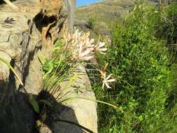 Image of Geissorhiza exscapa (Thunb.) Goldblatt