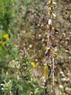 Image of thymeleaf dragonhead