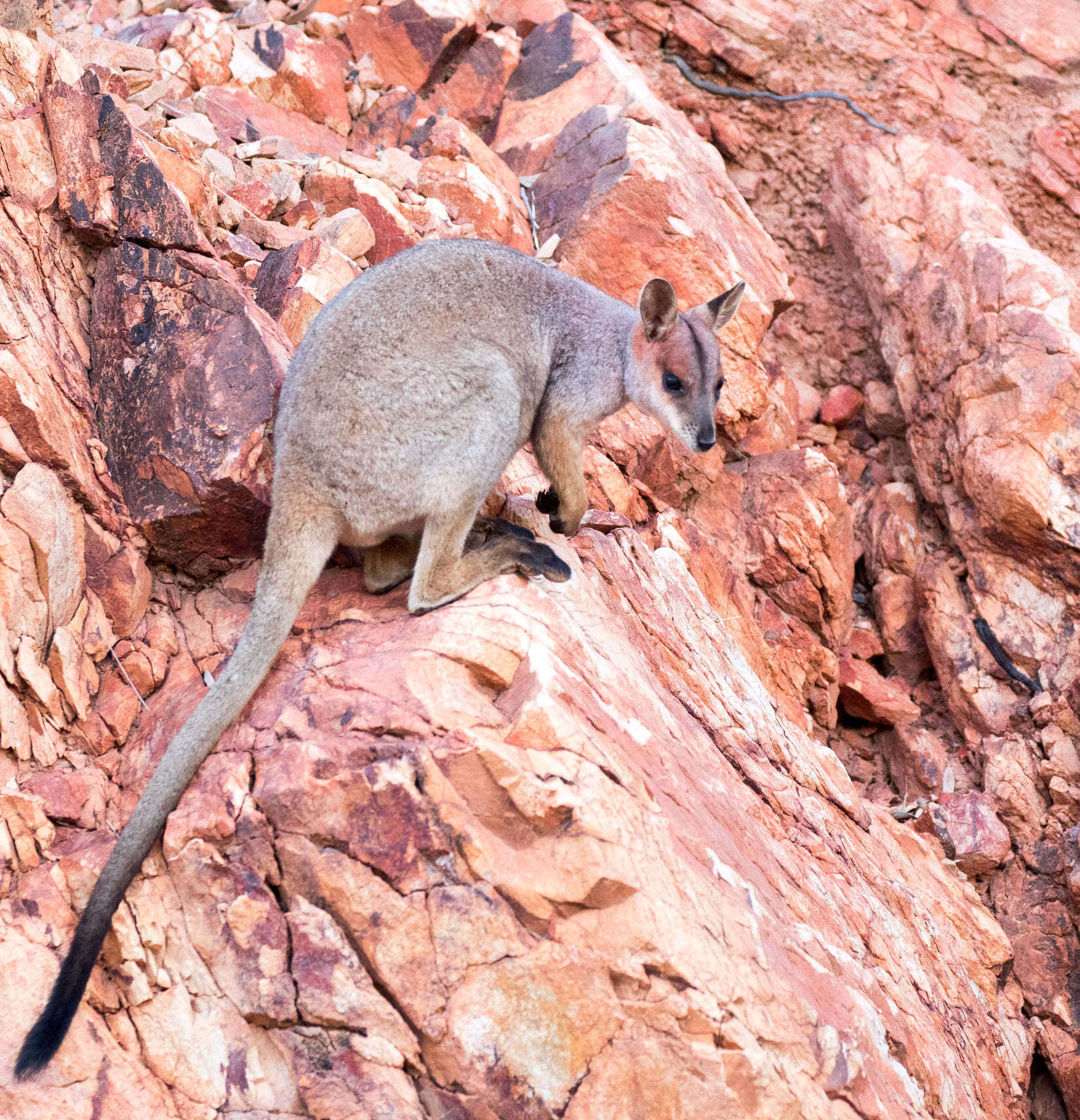 Image of Purple-necked Rock Wallaby