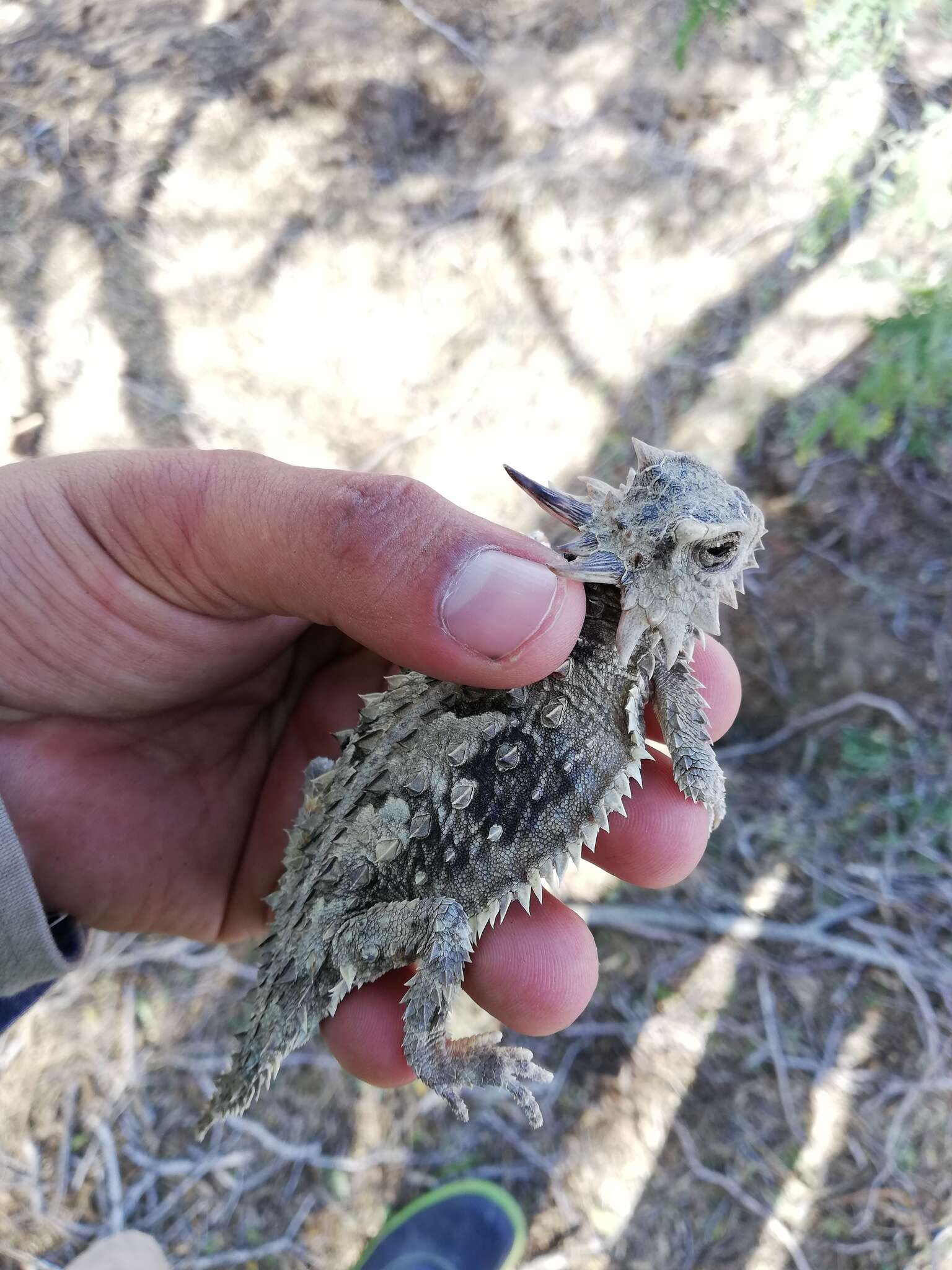 Imagem de Phrynosoma coronatum (Blainville 1835)