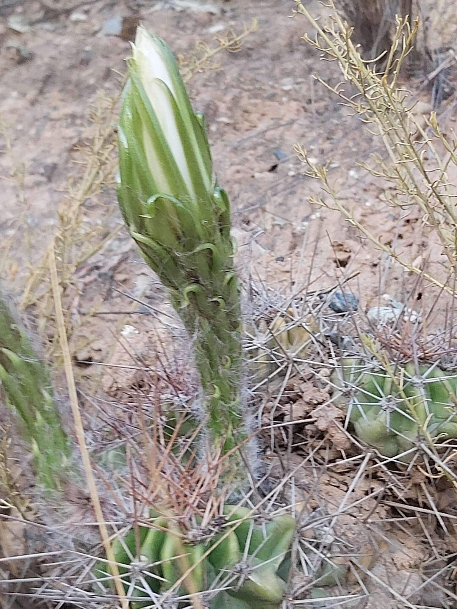 Echinopsis bridgesii Salm-Dyck resmi