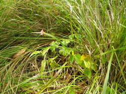 Image of red-flower woodsorrel