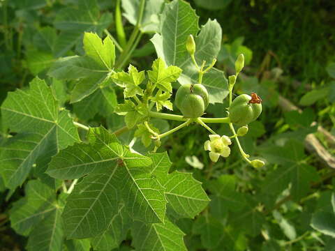 Image of Jatropha chevalieri Beille