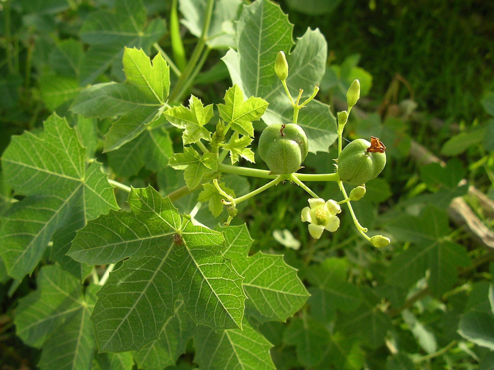 Image of Jatropha chevalieri Beille