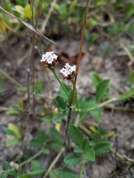 Phyla nodiflora var. minor (Gillies & Hook.) N. O'Leary & Múlgura的圖片