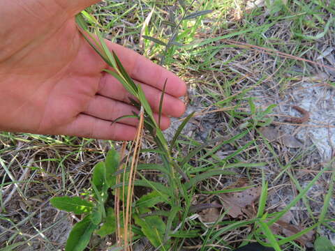 Image of Florida Phlox