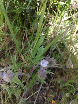 Image de Phacelia breweri A. Gray