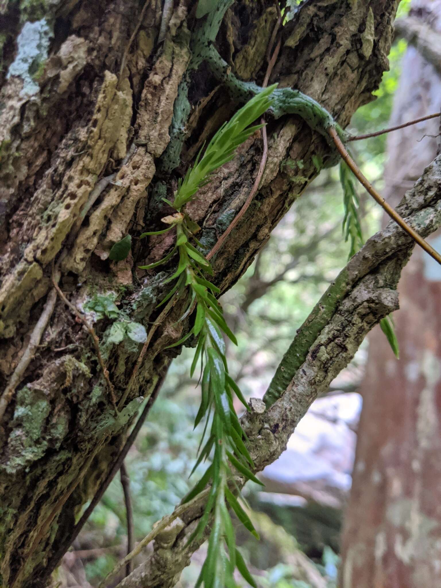 Plancia ëd Phlegmariurus carinatus (Poir.) Ching