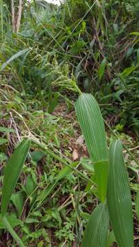 Image of East Indian bristlegrass