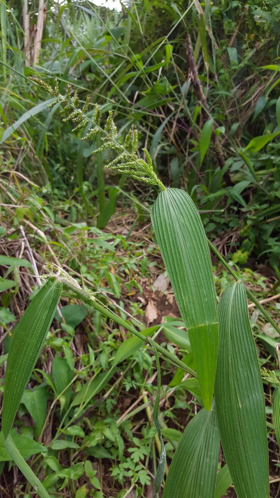 Image of East Indian bristlegrass