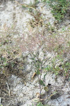 Image of Lepidium cartilagineum (J. Mayer) Thell.