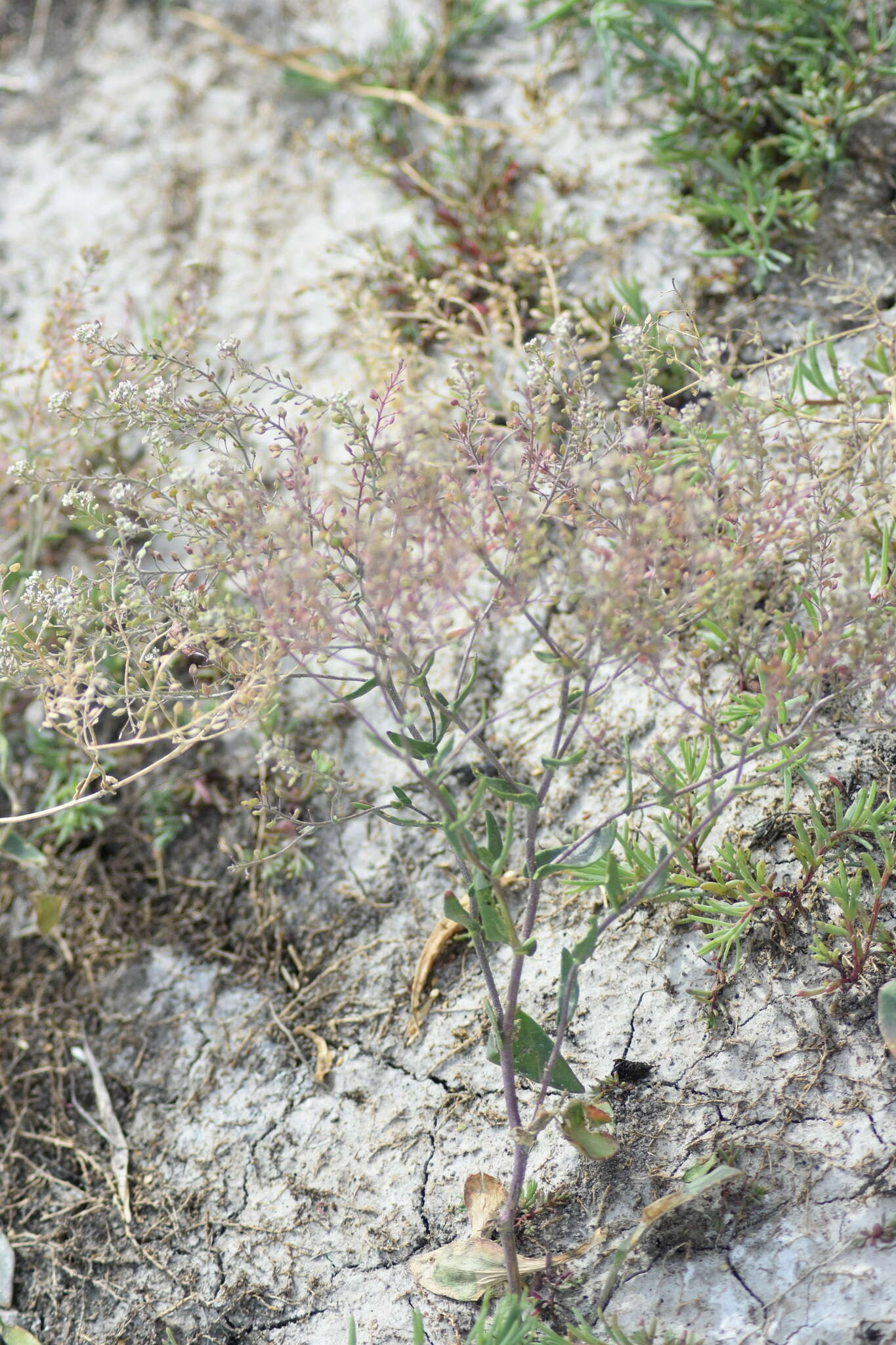 Image of Lepidium cartilagineum (J. Mayer) Thell.