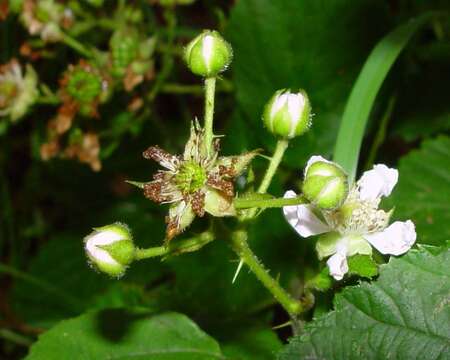 صورة Rubus accrescens Newton