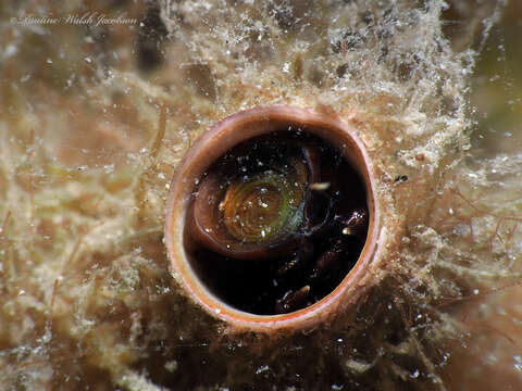 Image of Ceraesignum Golding, Bieler, Rawlings & T. Collins 2014