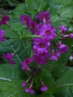 Primula japonica A. Gray resmi