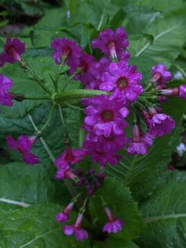 Plancia ëd Primula japonica A. Gray