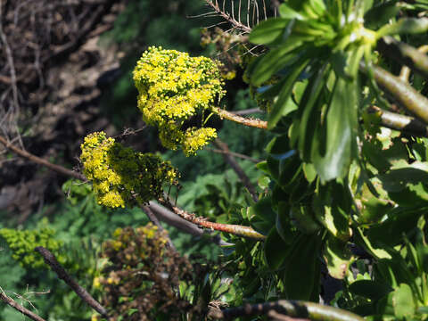 Image of Aeonium arboreum subsp. arboreum