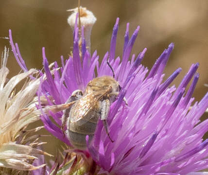 Image de Halictus pollinosus Sichel 1860