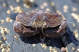 Image de Glebocarcinus amphioetus (Rathbun 1898)