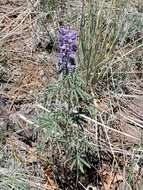 Image de Lupinus caudatus