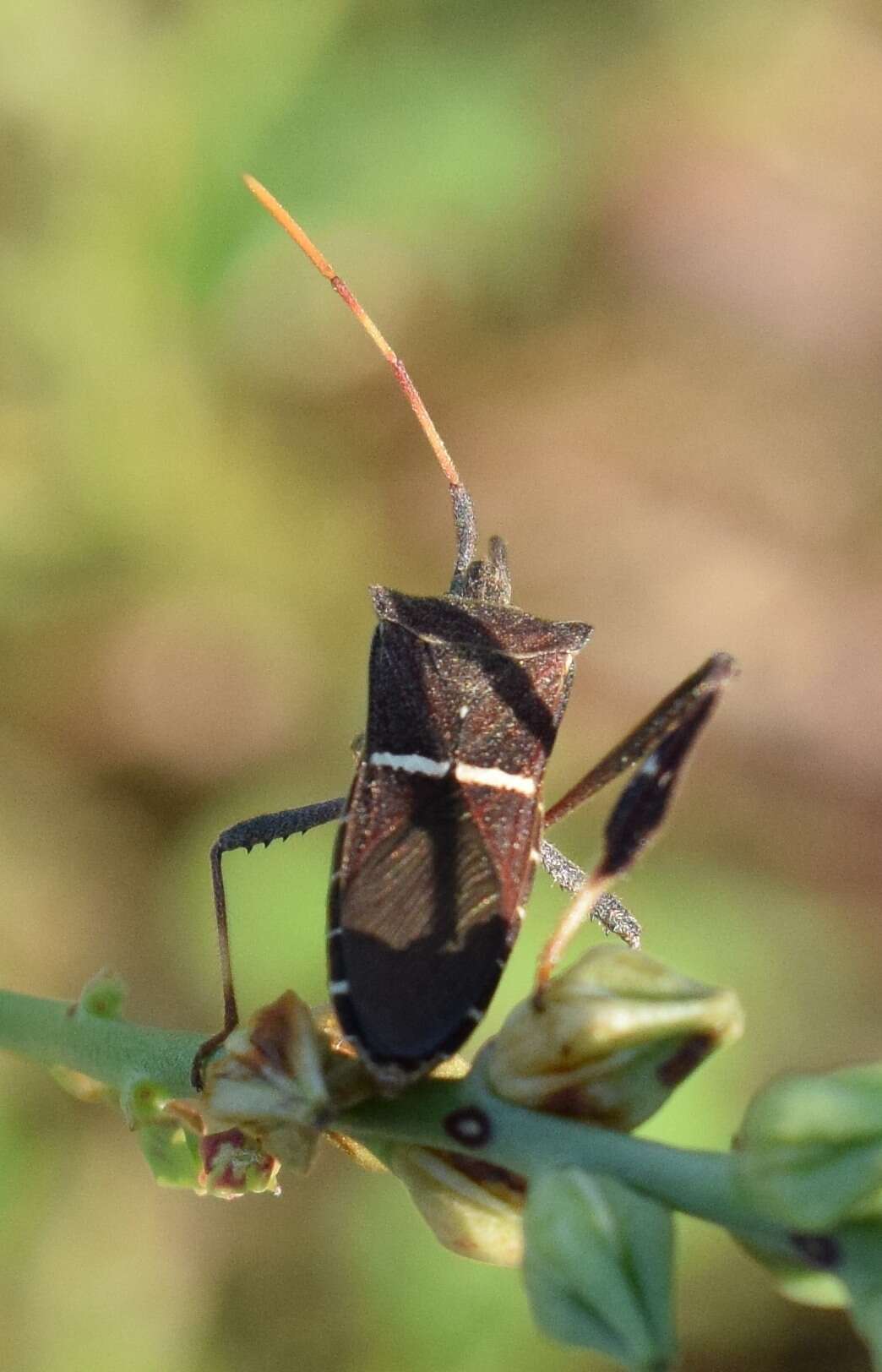 Image de Leptoglossus phyllopus (Linnaeus 1767)