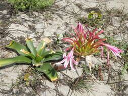 Image of Candy-striped crinum