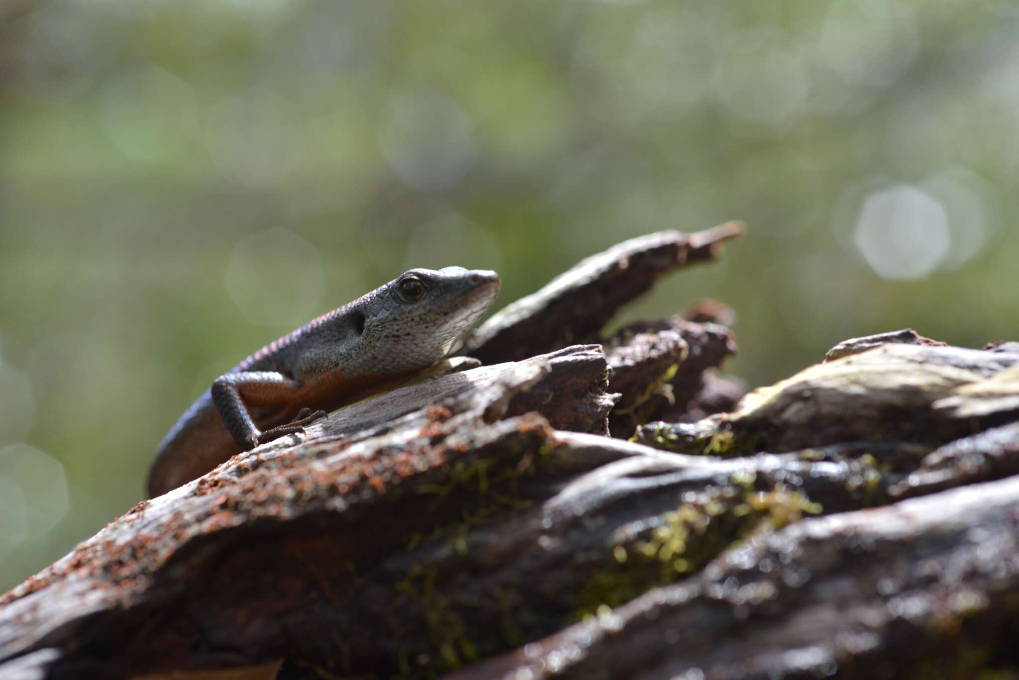 صورة Tropidoscincus variabilis (Bavay 1869)